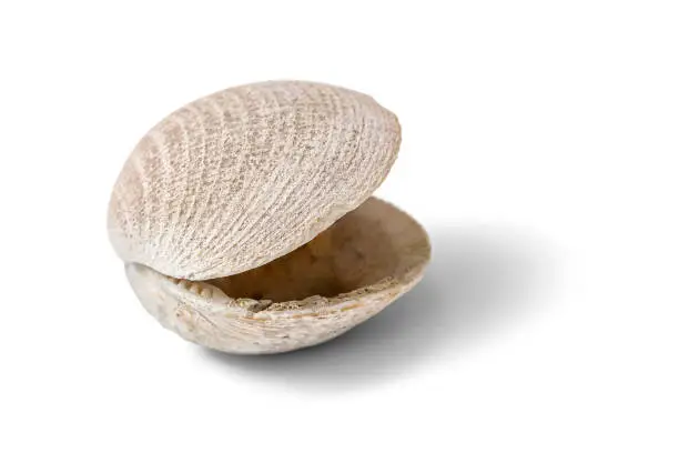 Photo of Shell on white background