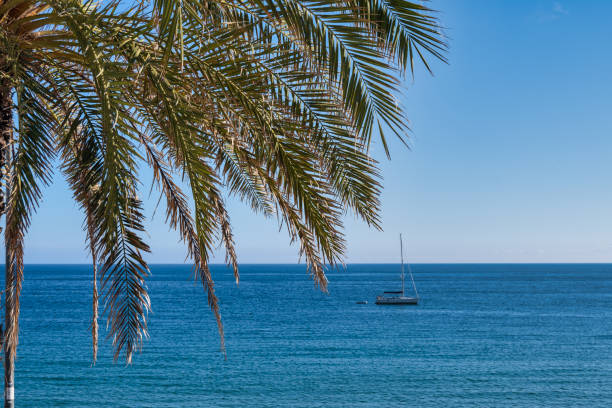 istock palm tree and a sail yatch in the sea 1337879695