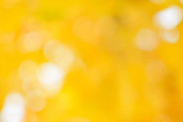 Defocused image of autumn leaves on a sunny day, blurry background. No people, close up, copy space, macro shot.