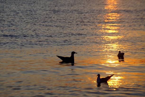 istock Gulls and cormorant in the bay at sunset. 1337881391