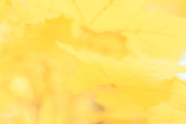 Defocused image of autumn leaves on a sunny day, blurry background. No people, close up, copy space, macro shot.