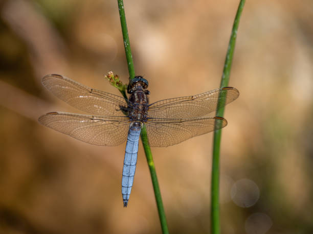 istock Keeled Skimmer Dragonfly, Orthetrum coerulescens 1337881757