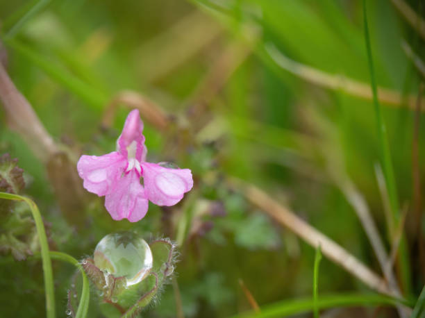 istock Common or Small Lousewort - Pedicularis sylvatica macro, after rain. Parasitic plant. 1337883159