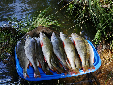 freshly caught perch on a tray by the river close-up