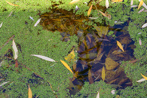Green tina on a swamp on a sunny day. A layer of tina, duckweed on the surface of the lake with autumn leaves.