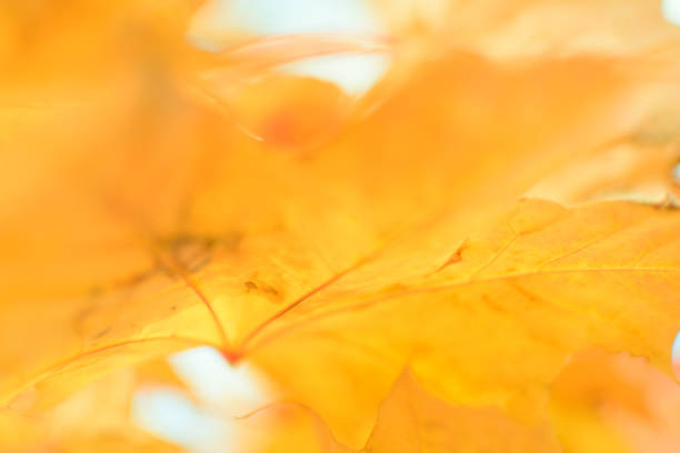 Defocused image of autumn leaves on a sunny day, blurry background. No people, close up, copy space, macro shot.