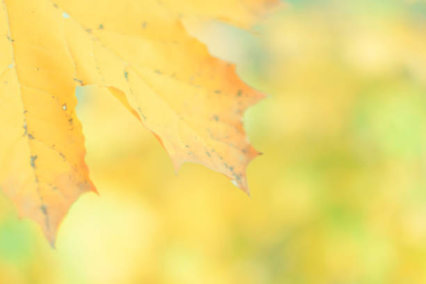 istock Defocused image of autumn leaves on a sunny day 1337884091
