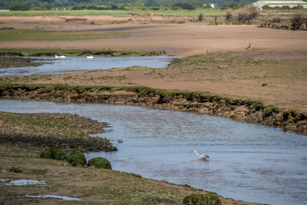 View over Horsey Island, Braunton Marsh, Devon, UK at low tide, photo taken from South West Coastal Path. Landscape view over Horsey Island, Braunton Marsh, Devon, UK at low tide, photo taken from South West Coastal Path. With heron, swans. braunton stock pictures, royalty-free photos & images