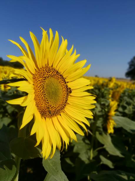 istock Close-up Sunflower 02 1337884299