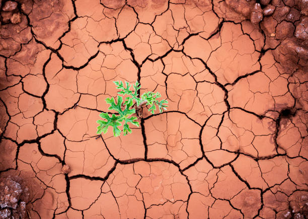 Watermelon seedling growing in cracked earth, Drought concept, Global warming