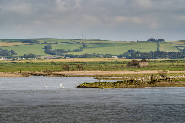 istock High tide at Horsey Island, Braunton Marsh, Devon, UK. With assorted birds. 1337885024