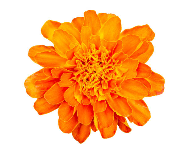 istock Orange Marigold flower (Tagetes erecta) isolated on white background with clipping path 1337885325