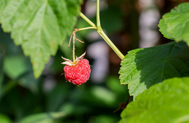 istock red raspberry on the bushes in the garden 1337888256