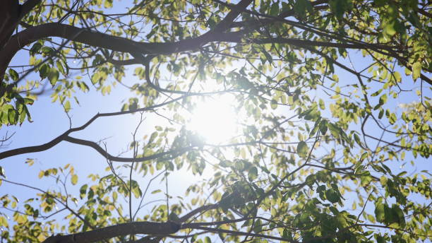 The sun's rays make their way through leaves of tropical tree. Beautiful lens flare. Warm sunny day. Slow motion. The sun's rays make their way through leaves of tropical tree. Beautiful lens flare. Warm sunny day. Slow motion slow motion photos stock pictures, royalty-free photos & images