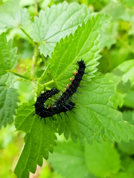 Black Peacock-eye butterfly caterpillars (Aglais io, formerly Inachis io) close-up sitting on nettles.