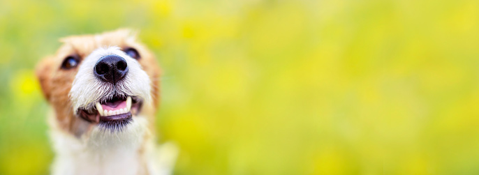 Happy face banner of a cute smiling laughing healthy dog, pet background