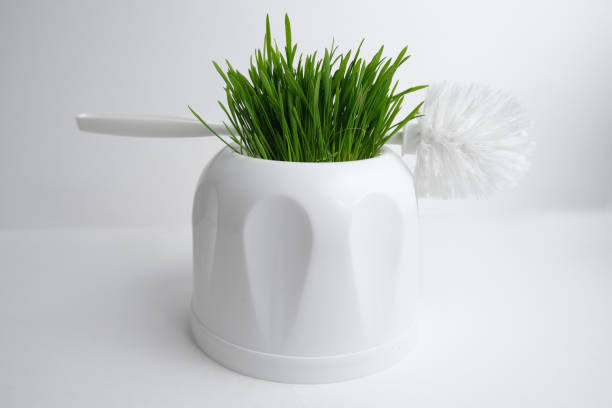 Green grass in a toilet bowl.