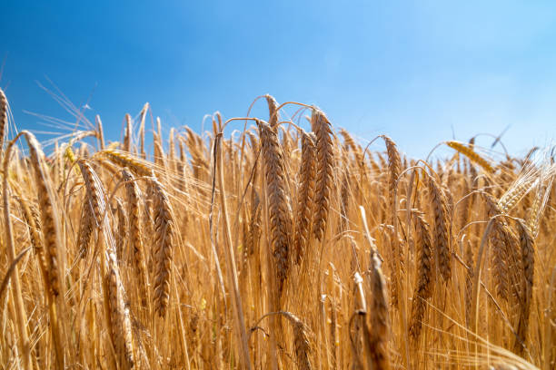 Close up of field of barley on a bright sunny day stock photo