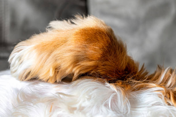 Close-up of one of the animal legs as it lays in a sofa