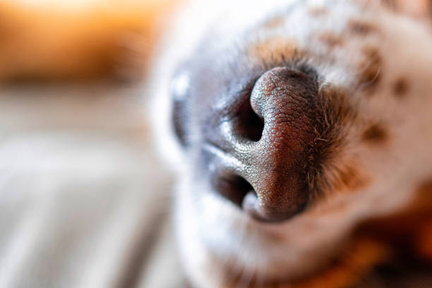 Detail of a cocker spaniel dog Close-up of the snout animal nose stock pictures, royalty-free photos & images