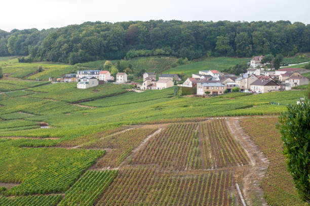 Landscape with green grand cru vineyards near Epernay, region Champagne, France in rainy day. Cultivation of white chardonnay wine grape on chalky soils of Cote des Blancs. Landscape with green grand cru vineyards near Epernay, region Champagne, France in autumn rainy day. Cultivation of white chardonnay wine grape on chalky soils of Cote des Blancs. cramant stock pictures, royalty-free photos & images