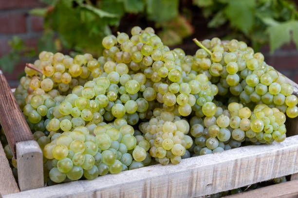 New harvest of white sweet chardonnay grapes on grand cru vineyards near Epernay, region Champagne, France New harvest of white sweet chardonnay grapes on grand cru vineyards near Epernay, region Champagne, France close up cramant stock pictures, royalty-free photos & images
