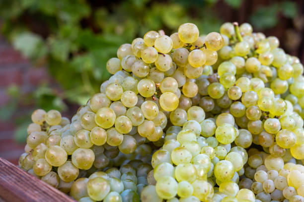 New harvest of white sweet chardonnay grapes on grand cru vineyards near Epernay, region Champagne, France New harvest of white sweet chardonnay grapes on grand cru vineyards near Epernay, region Champagne, France close up cramant stock pictures, royalty-free photos & images