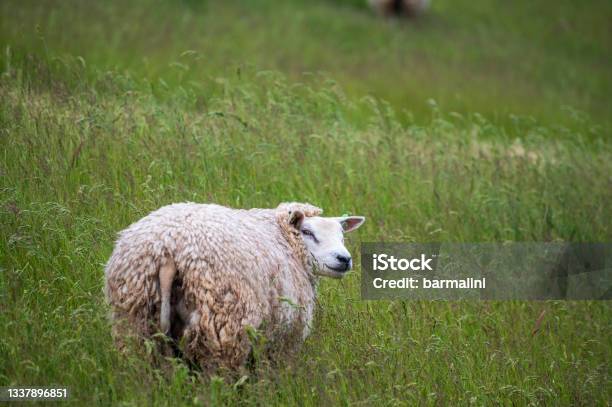 Animal Collection Young And Old Sheeps Grazing On Green Meadows On Schouwenduiveland Zeeland Netherlands Stock Photo - Download Image Now