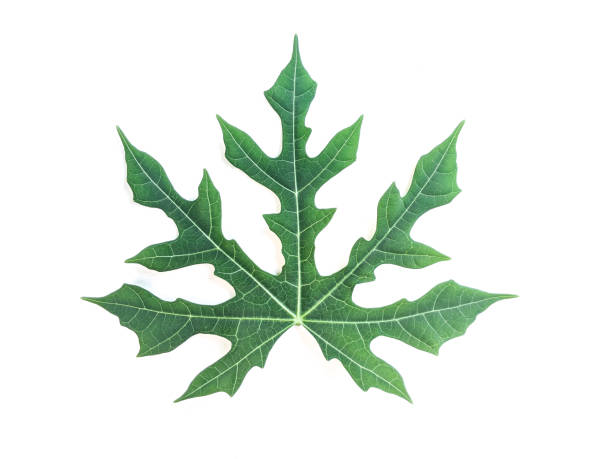 istock chaya or Cnidoscolus aconitifolius leaf on isolated white background 1337897484