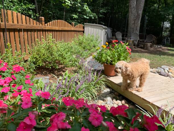 istock Ruby in the garden watching the butterfly 1337897660