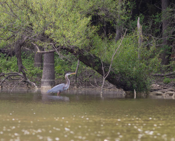 istock Heron fishing on a lake shore 1337900899