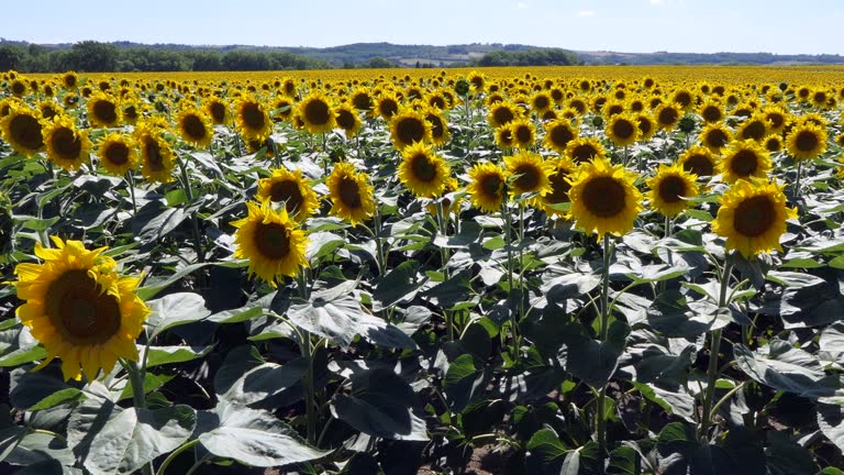 Summer View Of Field With Sunflowers In Southern France