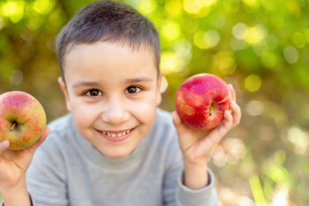 Boy with Apple holding in front of her face in the Apple Orchard. Beautiful child Eating Organic Apple in the Orchard. Harvest Concept. Garden, Toddler eating fruits at fall harvest.