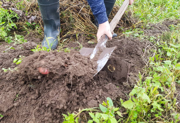istock Digging up potatoes with a shovel on agricultural land 1337907224