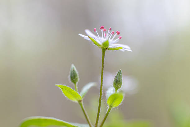Stellaria media Stellaria media, or Chickweed, is a cool-season annual plant that is sometimes considered a weed. stellaria media stock pictures, royalty-free photos & images