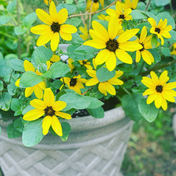 istock Black eyed Susan’s 1337909303
