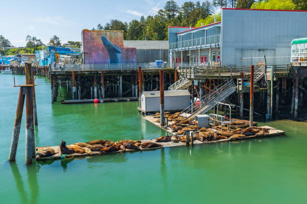 seelöwen auf einem dock in newport, oregon. - newport oregon stock-fotos und bilder