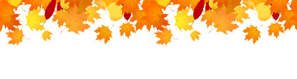 herbstbanner-overlay mit fallenden ahornblättern - autumn leaf falling panoramic stock-grafiken, -clipart, -cartoons und -symbole