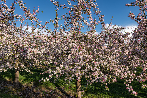 Early spring, plum trees in full bloom.