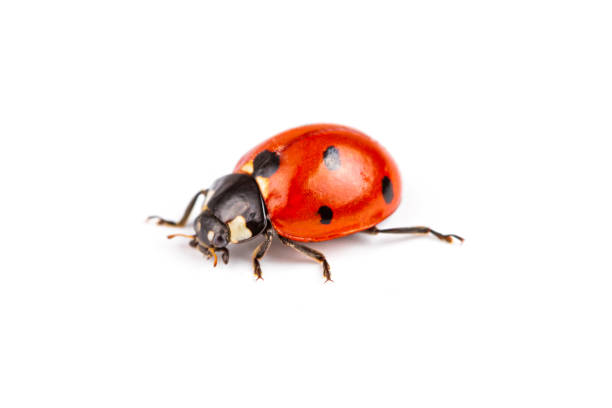 joaninha de sete pontos, coccinella septempunctata, macro fotografia, isolada em fundo branco - ladybug insect white isolated - fotografias e filmes do acervo