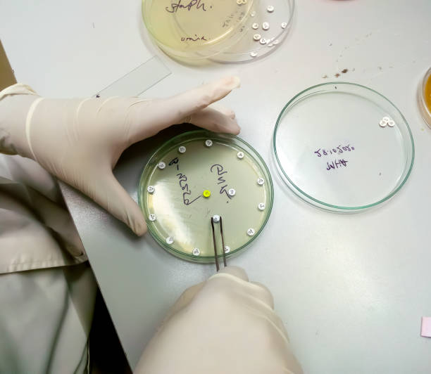 istock Scientist or microbiologist place antibiotic disk, diagnosis for antibiotic resistance of microorganism 1337914608