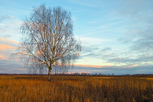 Birch tree in a field in autumn against the blue sunset sky