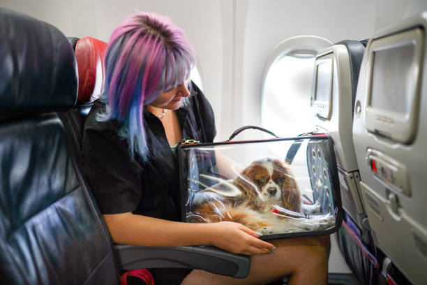 Young woman on airplane with her pet in carry bag stock photo