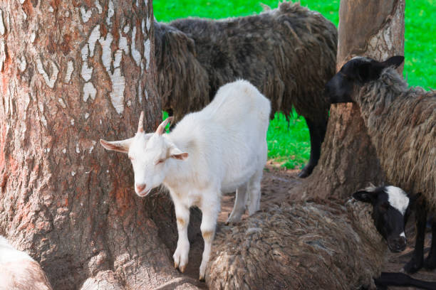 istock free-range goat and sheep in the village 1337914990