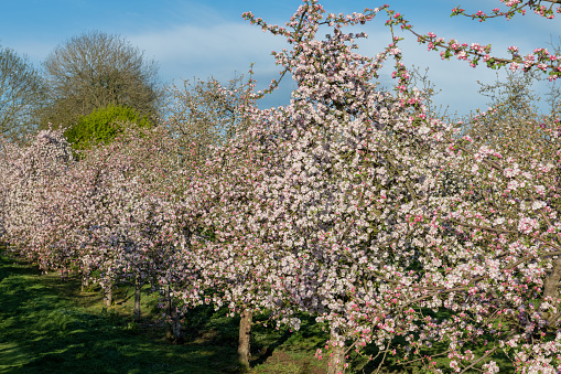 Apple blossom in bloom in a modern cider orchard