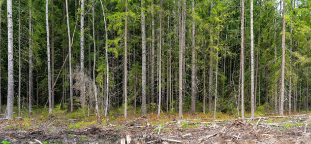 Panorama of the edge of a dense dense forest. In the foreground is a cleared area with the remains of trees. Background. Panorama of the edge of a dense dense forest. In the foreground is a cleared area with the remains of trees. Background. impassable limit stock pictures, royalty-free photos & images