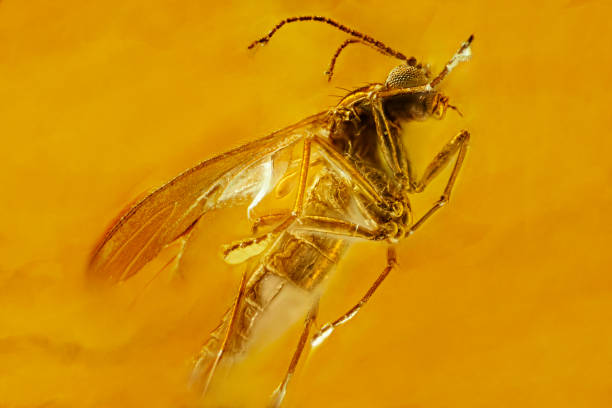 istock Fly inclusion in natural amber. Micro photography. 1337918765