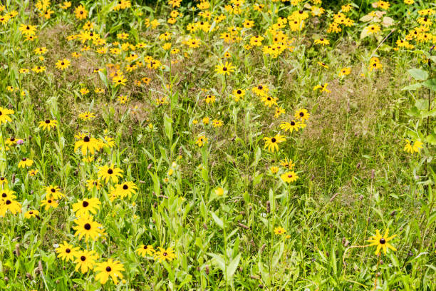 istock Meadow filled with black eyes susan flowers 1337921268
