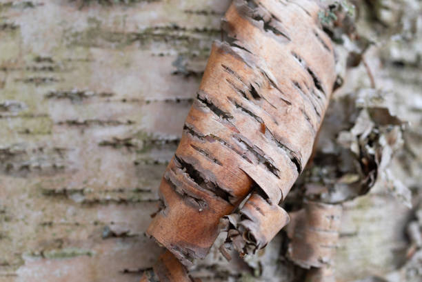 Close view of a tight curl of a white birch tree shedding bark.