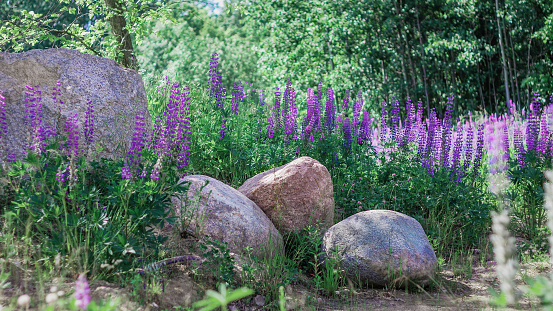 Summer rural scene, wild blooming lupines (lupin, lupinus) flowers, large granite boulder. Color correction in a cold tone.